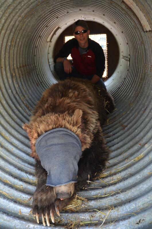 Chemical Immobilization and Wildlife Handling - The Yellowstone Grizzly  Project