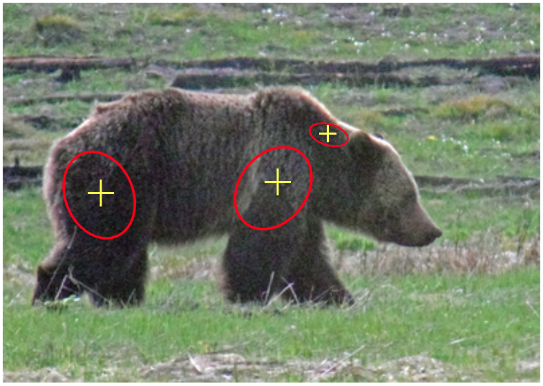 Chemical Immobilization and Wildlife Handling - The Yellowstone Grizzly  Project